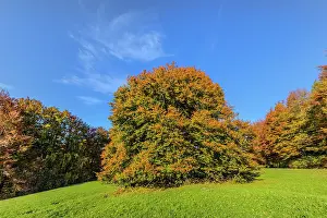 Enormous: European Beech - solitary standing enormous beech tree with