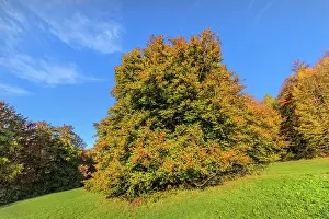 Enormous: European Beech - solitary standing enormous beech tree with