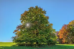 Enormous: European Beech - solitary standing enormous beech tree with
