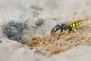 Digging: European Beewolf