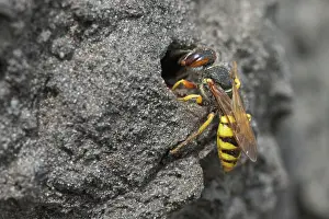 Apocrita: European beewolf (Philanthus triangulum) at the