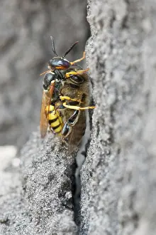 Captured: European beewolf (Philanthus triangulum) with captured