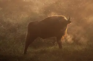 Vapor: European Bison