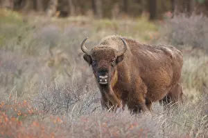 Herbivor: European Bison