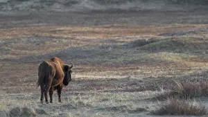 Kraansvlak: European Bison