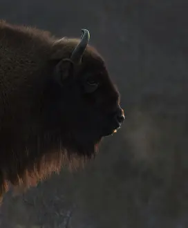 Kraansvlak: European Bison