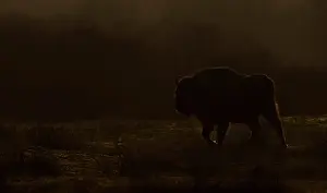 Kraansvlak: European Bison