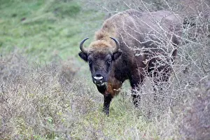 Proud: European Bison
