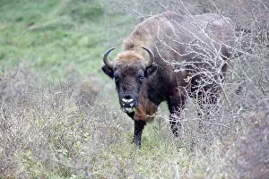 Kennemer: European Bison