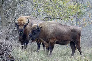 Proud: European Bison
