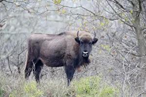 Proud: European Bison