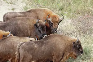 Proud: European Bison