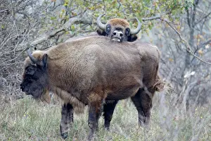 Proud: European Bison