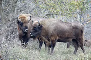 Proud: European Bison
