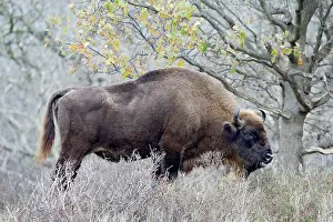 Proud: European Bison