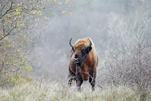 Proud: European Bison