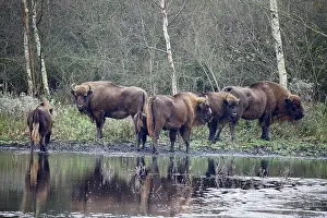 Duinen: European Bison