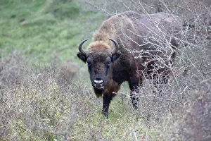 Proud: European Bison