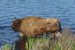 Duinen: European Bison
