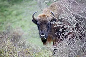 Kennemer: European Bison