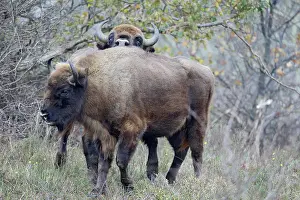 Duinen: European Bison