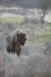 Wisent: European Bison