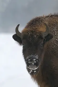 Kraansvlak: European Bison