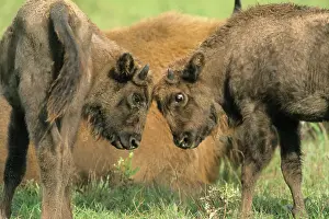 Flevoland: European Bison