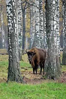 Wisent: European Bison - adult female - in birch forest
