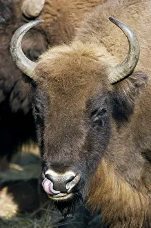 Nostril: European Bison - adult female - cleaning it's nostrils