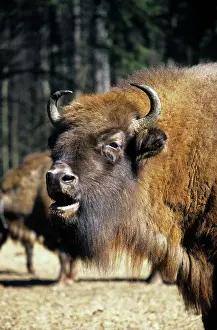 Grazes: European Bison - adult female grazes with others in a herd