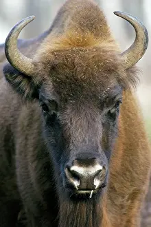 Wisent: European Bison - adult female - ruminates after