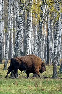 Masculine: European Bison - adult male - birch forest