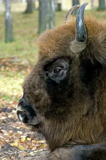 Masculine: European Bison - adult male bull lying down - mixed forest