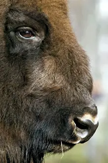 Masculine: European Bison - adult male bull - ruminates after