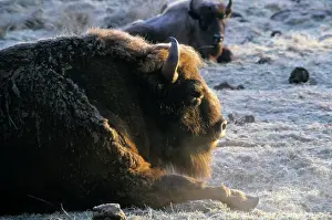 Snoozes: European Bison - adult male - snoozes in frosty