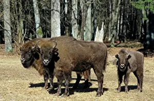 Fathers: European Bison - adults and juvenile