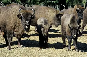 Wisent: European Bison - adults and juveniles