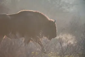 Breath: European Bison (Bison bonasus) and breath cloud