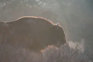 Nationaal: European Bison (Bison bonasus) and breath cloud