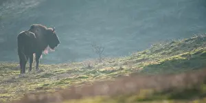 Grazer: European Bison (Bison bonasus) in dune landscape