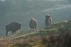 Grazer: European Bison (Bison bonasus) in dune landscape