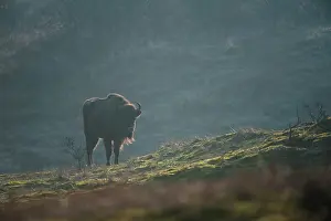Grazer: European Bison (Bison bonasus) in dune landscape