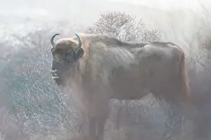Grazer: European Bison (Bison bonasus) in dune landscape