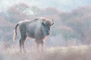 Grazer: European Bison (Bison bonasus) in dune landscape