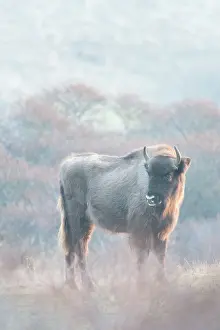Grazer: European Bison (Bison bonasus) in dune landscape