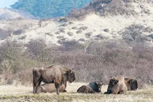 Grazer: European Bison (Bison bonasus) herd grazing in dune landscap