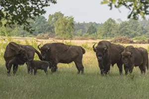 Hoofed: European Bison (Bison bonasus) herd with new bo