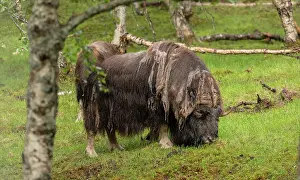 Moulting: European bison, Bison bonasus, moulting. In captivity