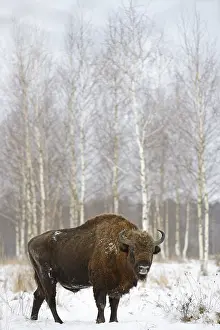Birches: European Bison (Bison bonasus) standing in its